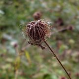 View full-size image Geum urbanum