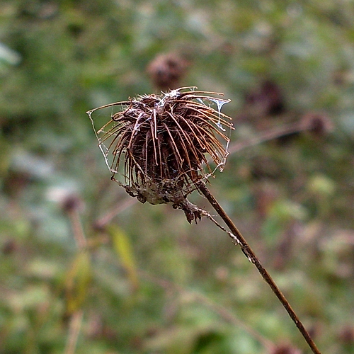 Image of Geum urbanum specimen.