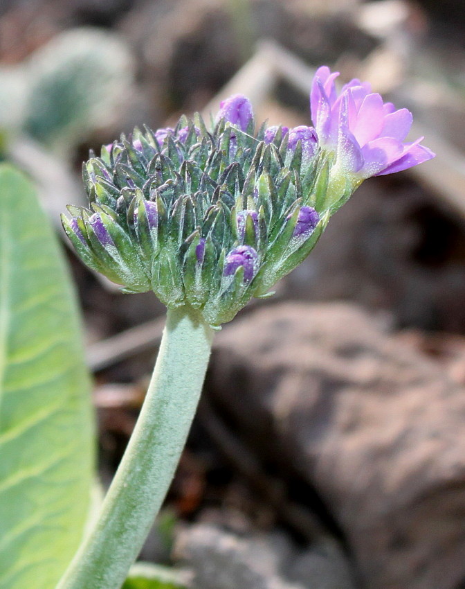 Image of Primula denticulata specimen.