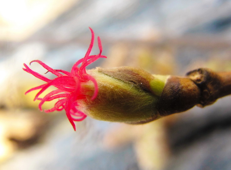 Image of Corylus mandshurica specimen.