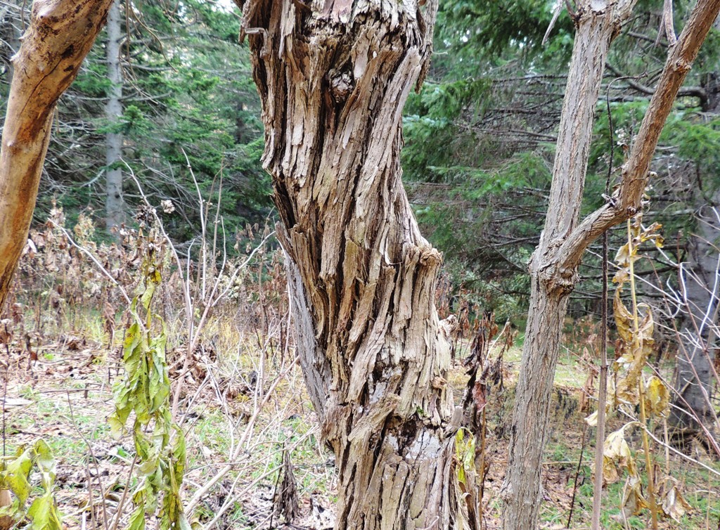 Image of Sambucus miquelii specimen.