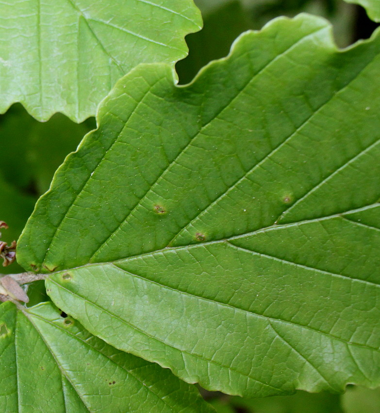Image of Hamamelis vernalis specimen.