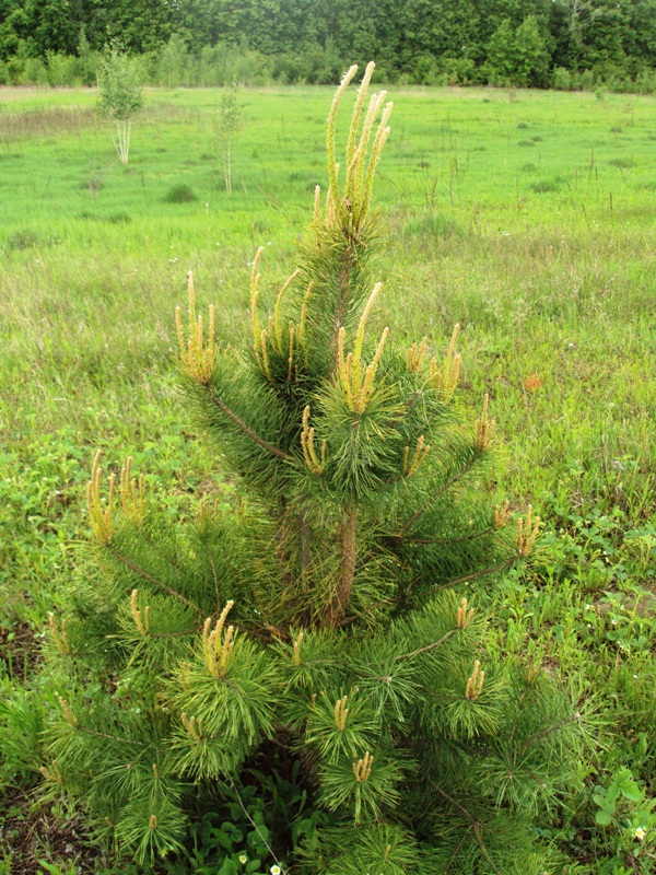 Изображение особи Pinus sylvestris.