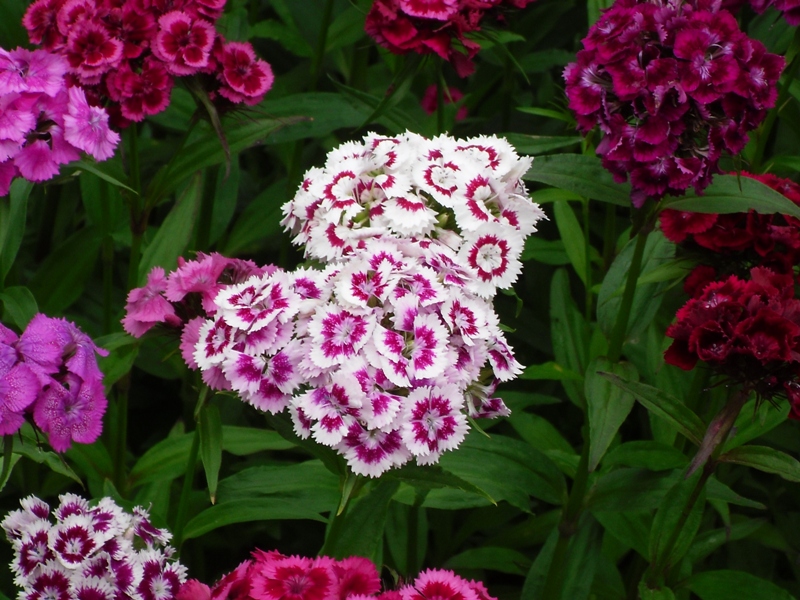 Изображение особи Dianthus barbatus.