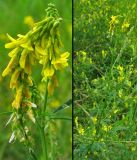 Melilotus officinalis