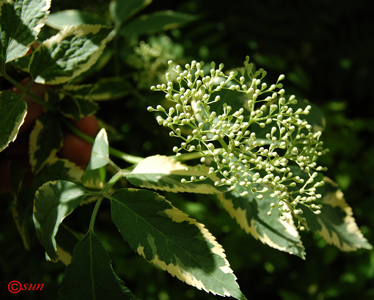 Image of genus Sambucus specimen.