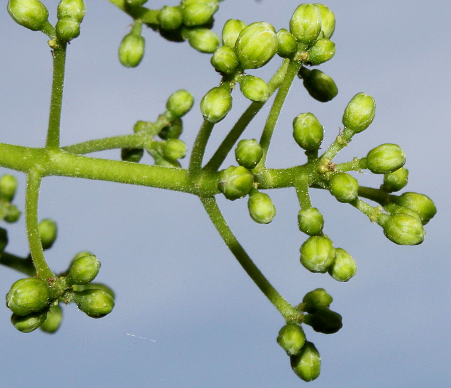 Image of Phellodendron japonicum specimen.