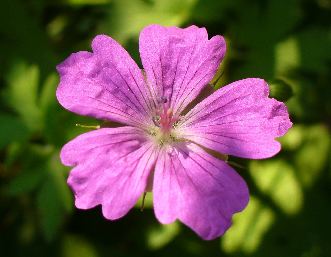 Image of Geranium palustre specimen.