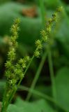 Carex maackii. Верхние части стеблей с соплодиями. Приморский край, Шкотовский р-н, окр. пос. Штыково, левый берег р. Артёмовки, долинный ильмово-ясенёвый лес. 08.07.2014.