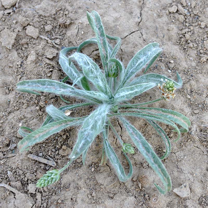 Изображение особи Plantago minuta.