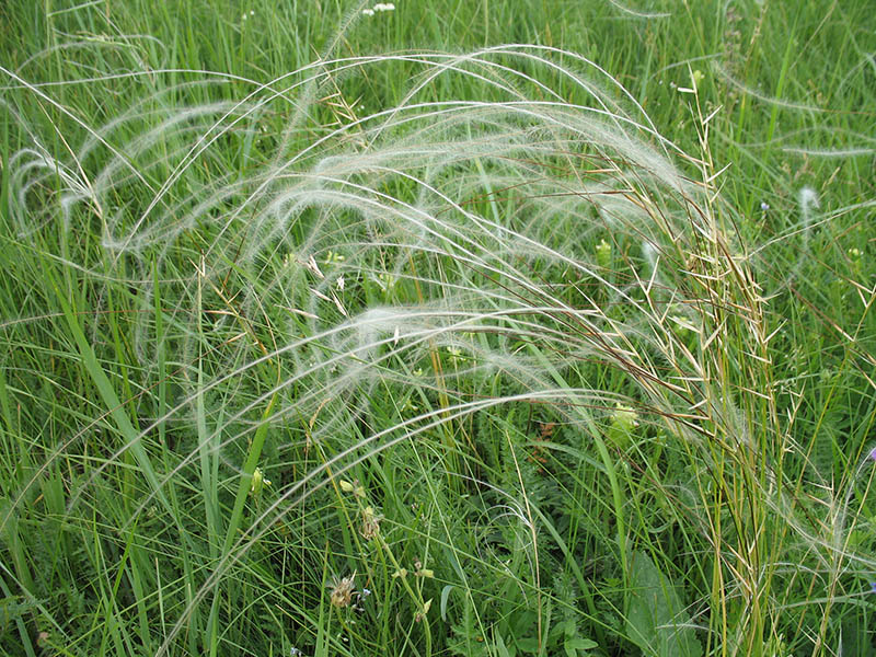 Image of Stipa pennata specimen.