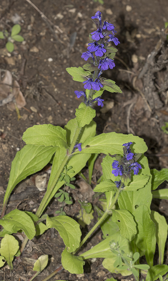 Image of Ajuga genevensis specimen.