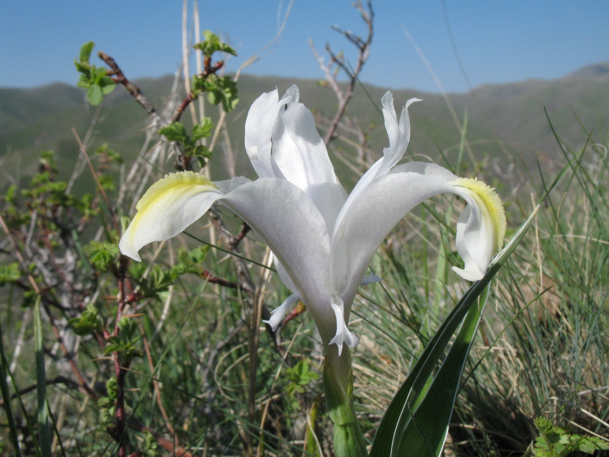 Image of genus Juno specimen.