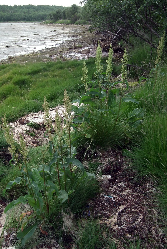 Изображение особи Rumex aquaticus.