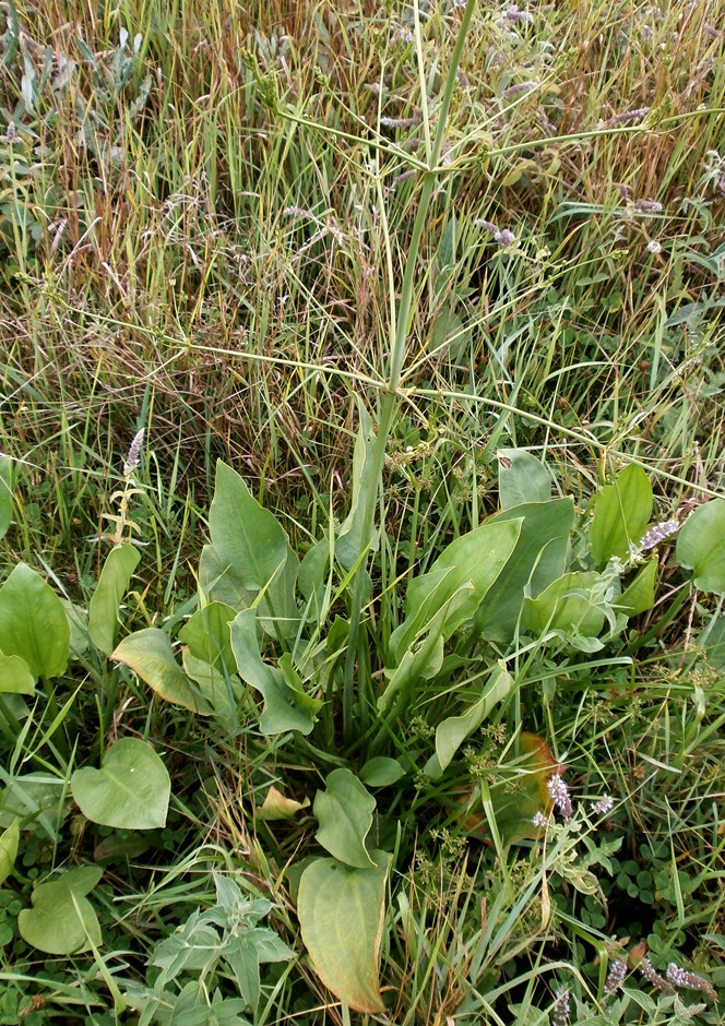 Image of Alisma plantago-aquatica specimen.