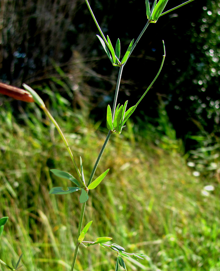 Image of Lotus frondosus specimen.