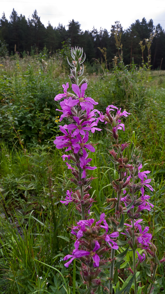 Изображение особи Lythrum salicaria.