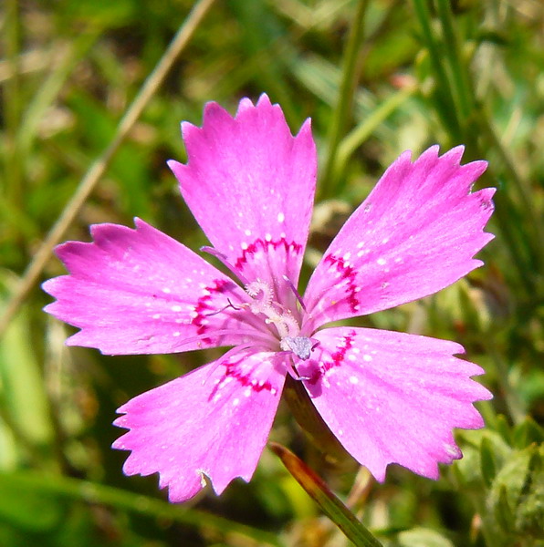Image of Dianthus deltoides specimen.