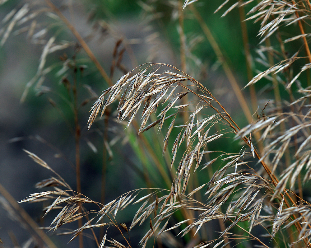 Изображение особи Bromopsis inermis.