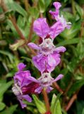Cuphea llavea