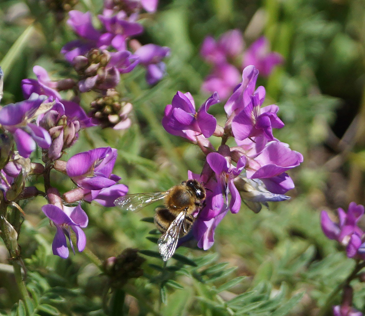 Изображение особи Oxytropis teres.