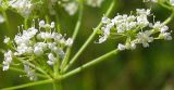 Pimpinella nigra