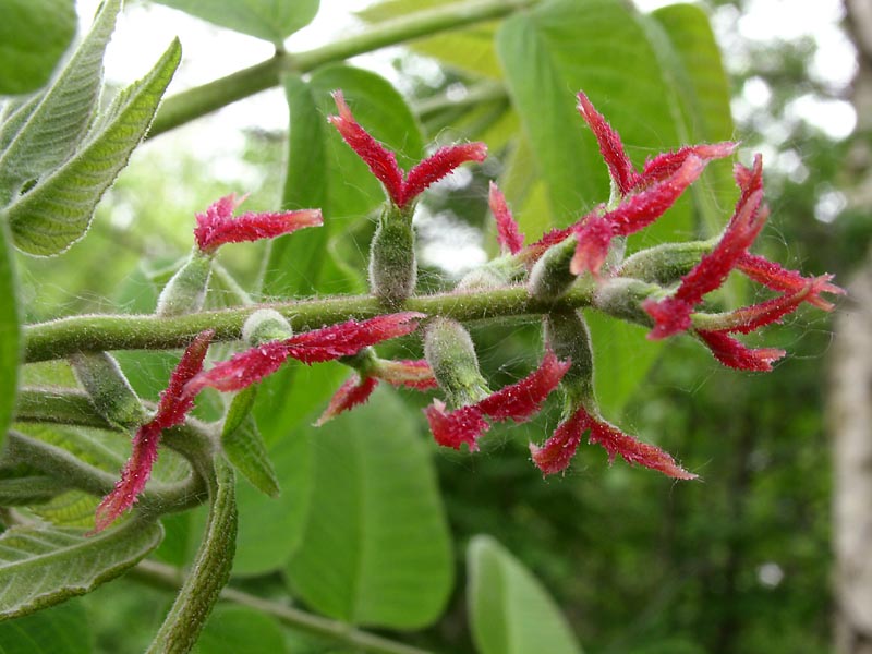 Изображение особи Juglans mandshurica.