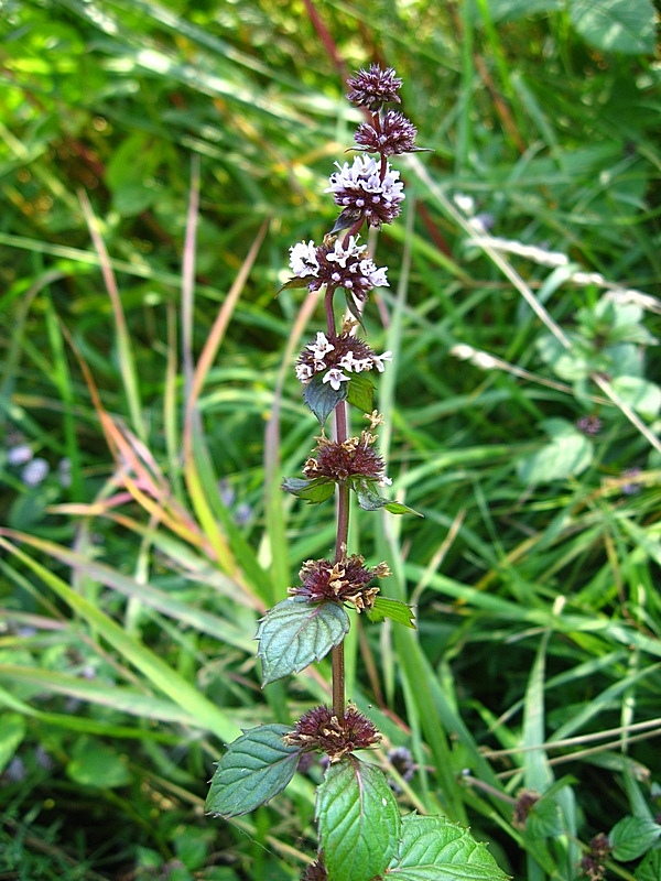 Image of Mentha × gracilis specimen.
