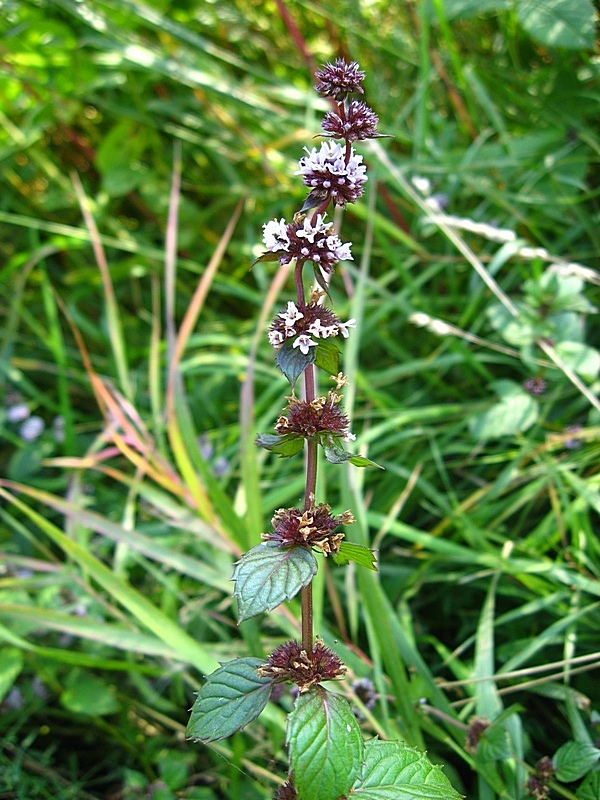 Image of Mentha &times; gracilis specimen.