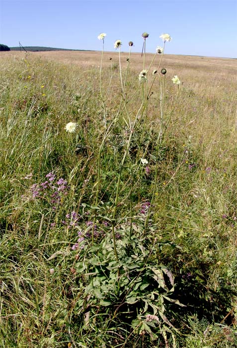 Изображение особи Cephalaria gigantea.