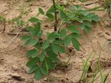 Thalictrum flavum. Прикорневой лист молодого растения. Ленинградская обл., окр. дер. Кемка, берег р. Луга, песчаный пляж. 12.06.2009.