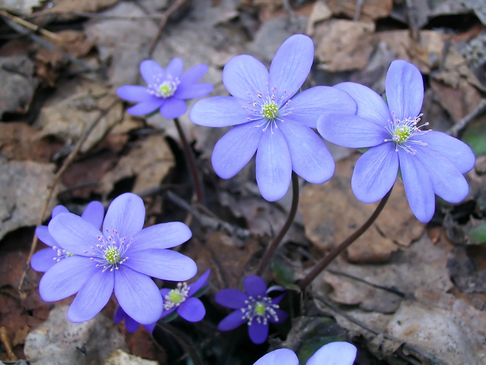 Изображение особи Hepatica nobilis.