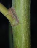 Acer tegmentosum