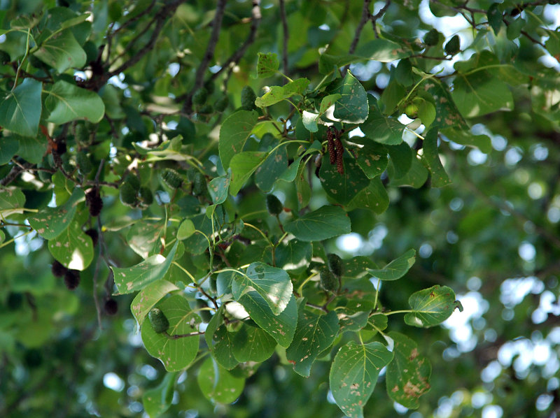 Image of Alnus cordata specimen.