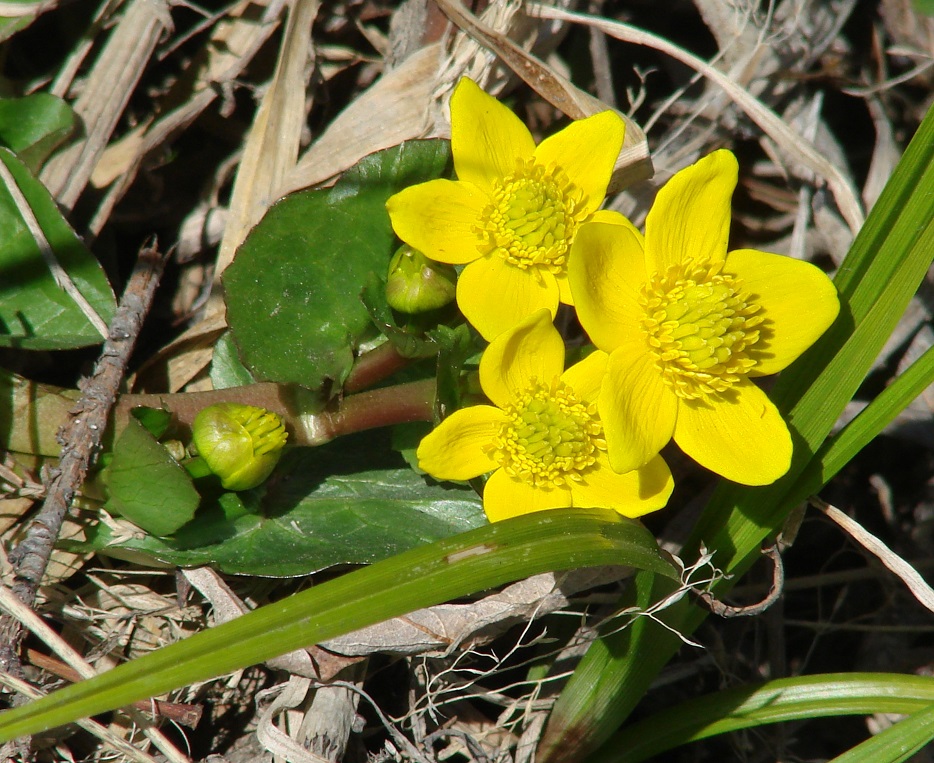 Изображение особи Caltha palustris.