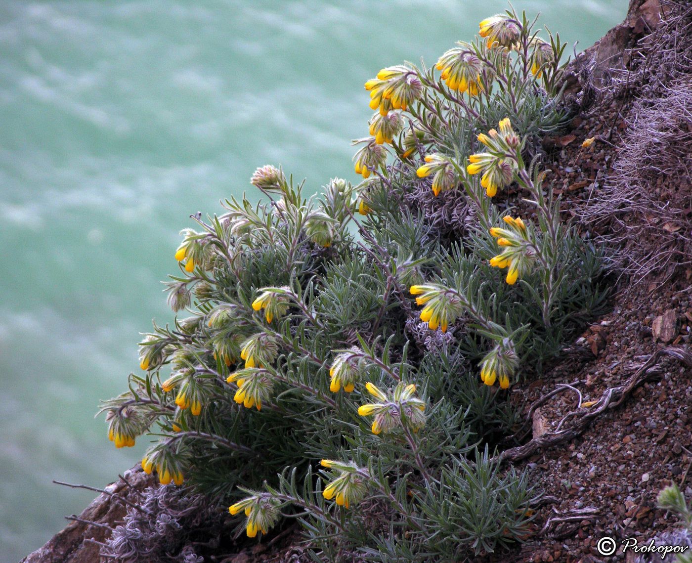 Image of Onosma polyphylla specimen.