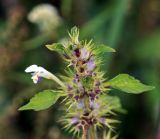 Galeopsis speciosa. Верхушка плодоносящего растения. Московская обл., Раменский р-н, окр. ж.-д. платформы Хрипань, залежь. 31.07.2015.