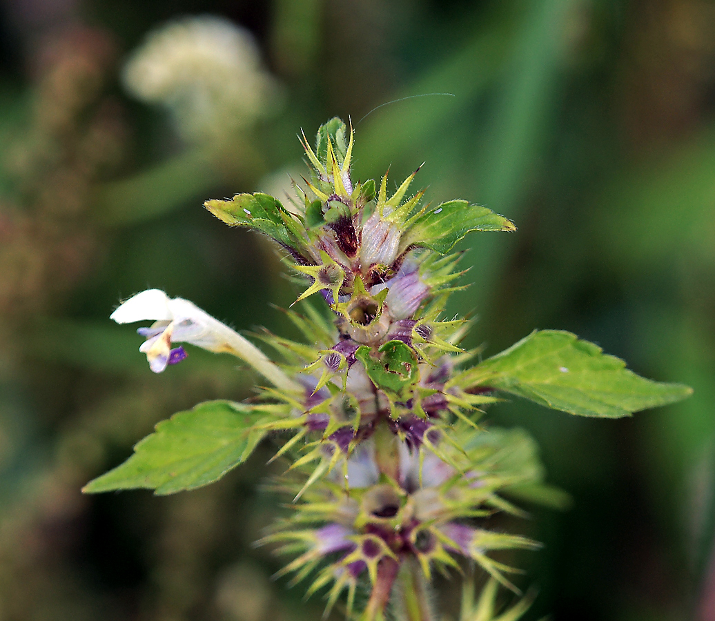 Изображение особи Galeopsis speciosa.