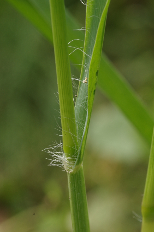 Image of Setaria pumila specimen.