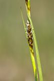 Carex panicea