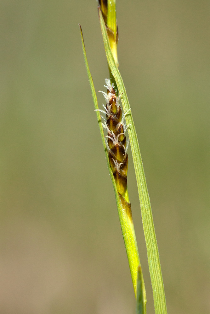 Изображение особи Carex panicea.