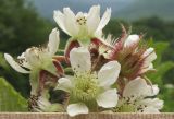 Rubus hirtus. Соцветие. Краснодарский край, Абинский р-н, окр. станицы Эриванская, щель Жаданова, заросли на опушке дубово-грабово-букового леса. 30.05.2015.