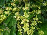 Dimocarpus longan