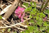 Corydalis buschii. Верхушка цветущего растения. Приморский край, Партизанский р-н, окр. с. Хмельницкое, урочище Щёки, берег р. Тигровая, затопляемый в период половодья. 18.05.2014.