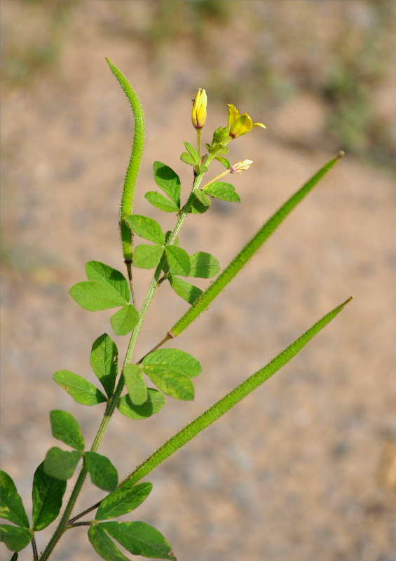 Изображение особи Cleome viscosa.