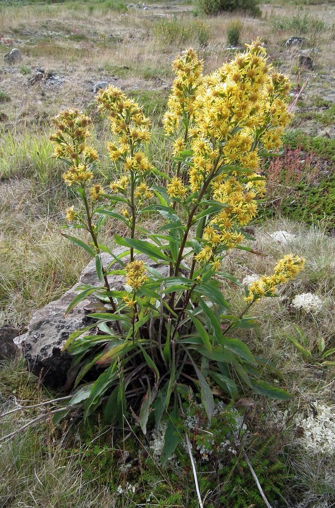 Изображение особи Solidago virgaurea ssp. lapponica.