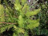 Taxodium distichum