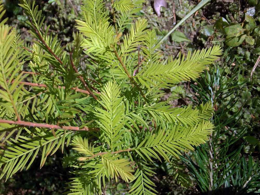 Изображение особи Taxodium distichum.