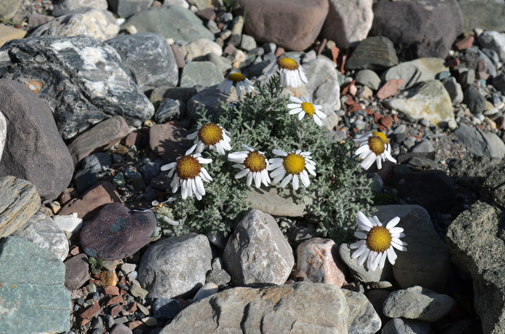 Image of Waldheimia tomentosa specimen.