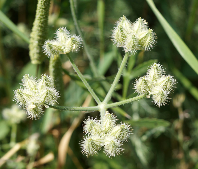 Image of Turgenia latifolia specimen.